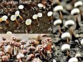 Physarum album-amf2116